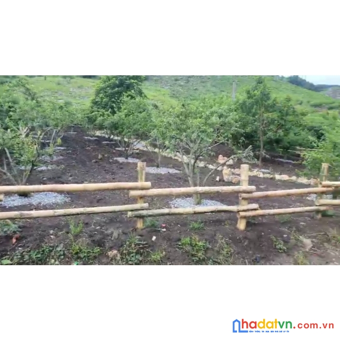 Đất bản du lịch 800m2, view núi, hồ, có vườn mận, đầu tư du lịch, homestay