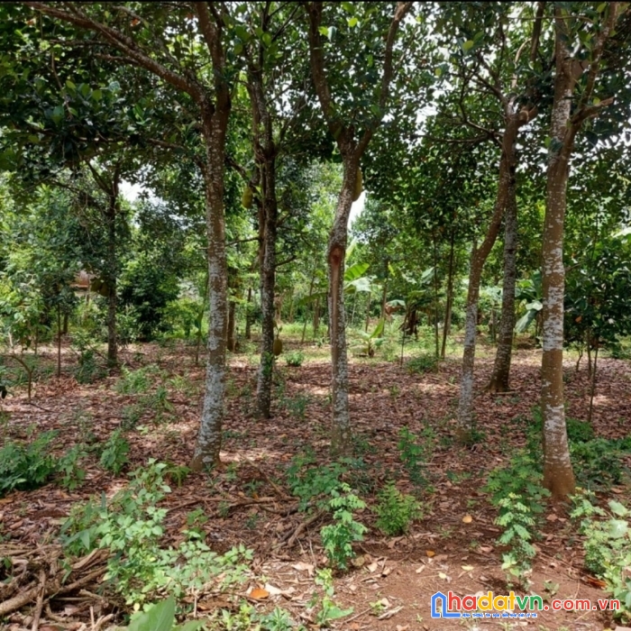 Cần bán nhanh lô đất đẹp 3 mặt tiền đường bt 6m tại thôn sơn thọ, sơn thành tây, tây hòa