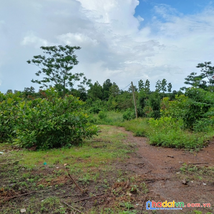 Chính chủ cần bán đất vị trí đẹp -đắk nông