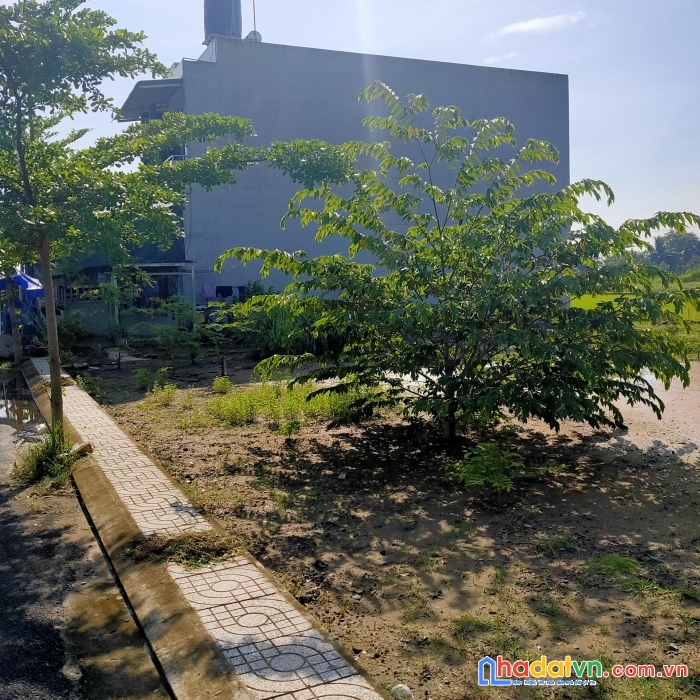 Cần ra lô đất đối diện thcs tân lân  cần đước diện tích 145m2