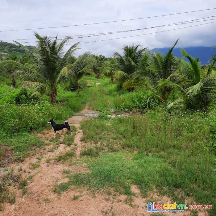 Chính chủ cần bán đất ở  hàm thuận bắc - bình thuận