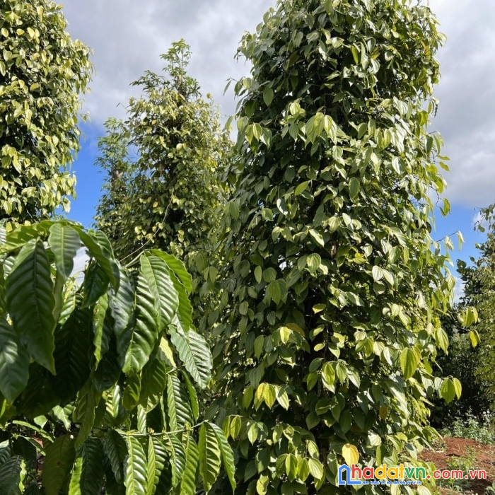 Cần bán đất tại huyện krong búk tỉnh đắk lắk