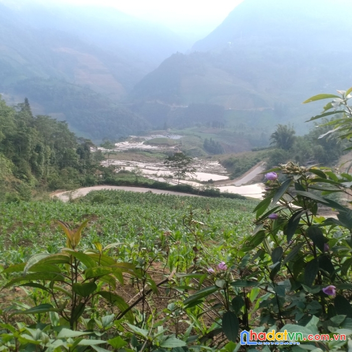 Bán đất y tý, bát xát, lào cai - giá chưa tới 500k/m2, view cực đẹp.