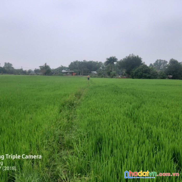 Chủ ngộp cần bán gấp lô đất vườn thổ phước thạnh- củ chi