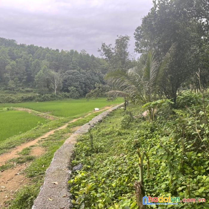 Xin giới thiệu siêu phẩm viu cánh đồng thoáng mát viu triệu đô cao dương  lương sơn hòa bình