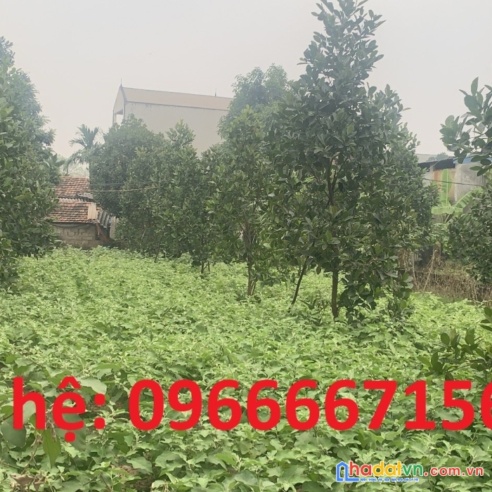 Đất thổ cư tại xã phương độ, phúc thọ, hà nội