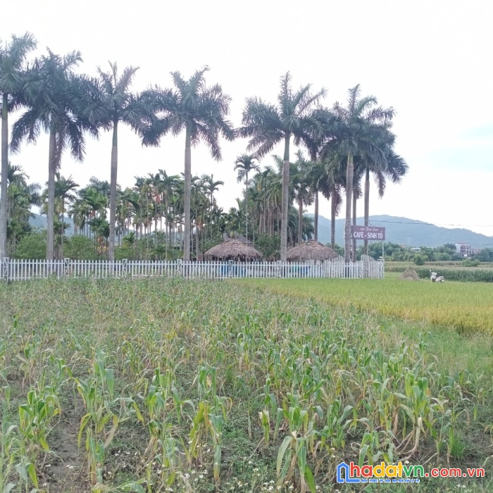 Bán đất nền đấu giá tân vinh , lương sơn , hòa bình. liên hê 0971748688
