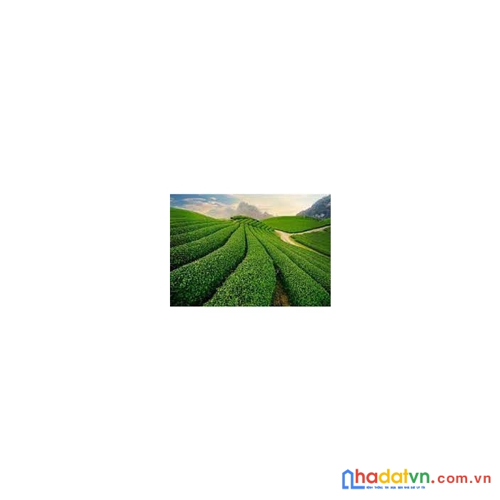 Đất nền thổ cư mộc châu giá rẻ