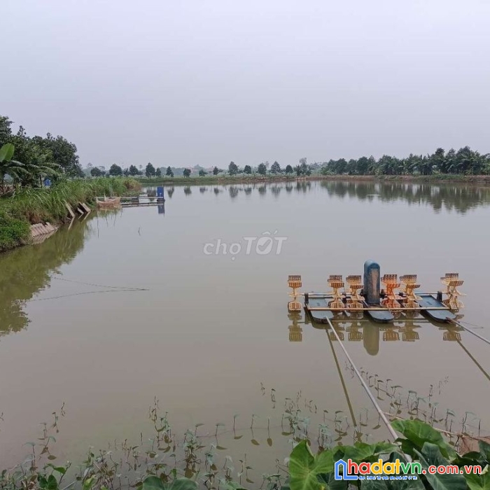 Cần bán trang trại vị trí đẹp tại nam định