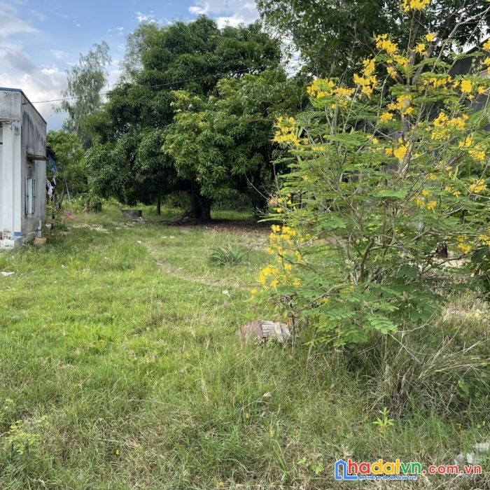 Cần bán đất thôn 1 ninh thượng - ninh hòa - khánh hòa