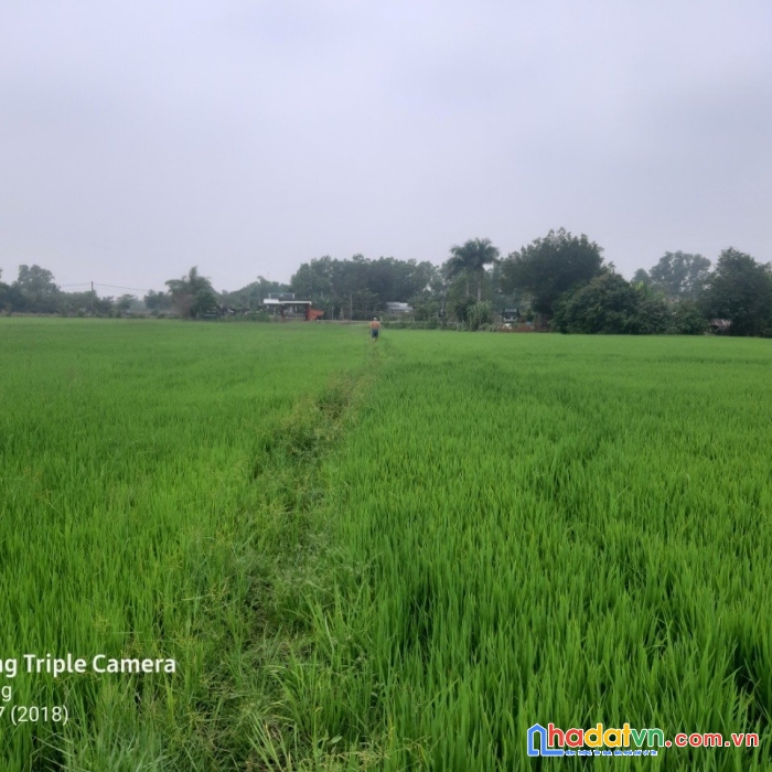 Bán đất vườn thổ (chính chủ ) 2225.4m2 giá 2.x tỷ (x : tiểu học)