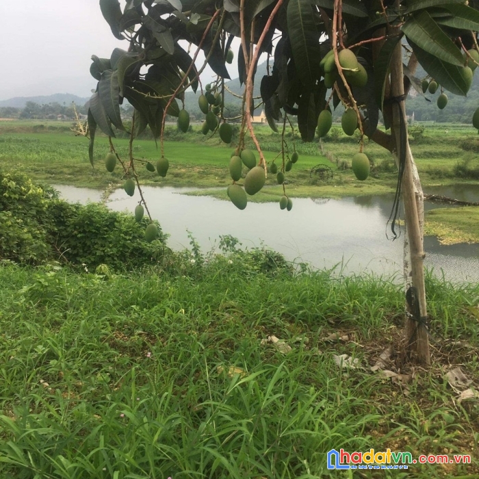 Bán lô siêu phẩm bám sông bôi tại bình sơn kim bôi hb phun đất  vườn làm nghỉ dưỡng nhà vườn đầu