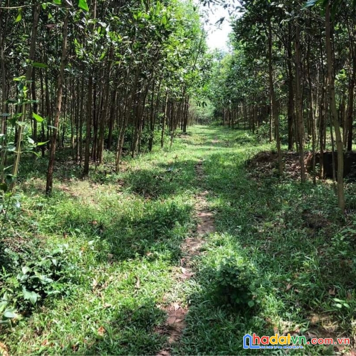 Lô đất siêu đẹp tại an lạc lạc thủy hb giá đẹp đầu tư xinh lời nhà vườn tùy thích chỉ có lô đất này