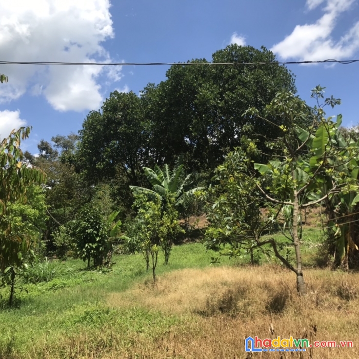 Bán 1hec đất lộc thành tc 400m cách ql 55 tầm 3km giá 9 tỷ