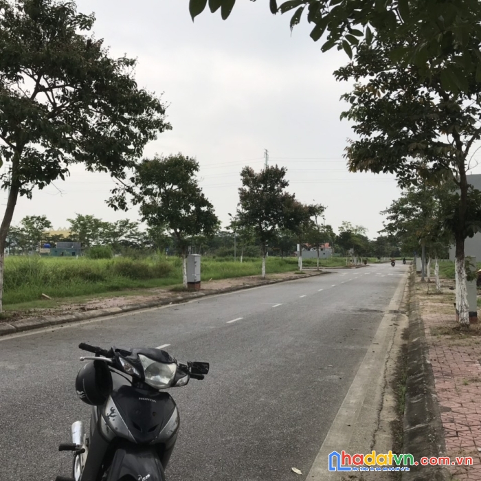 Cần tiền nên bán lô đất đường bằng lăng, con đường đẹp nhất khu tnr star tân trường, cẩm giàng,