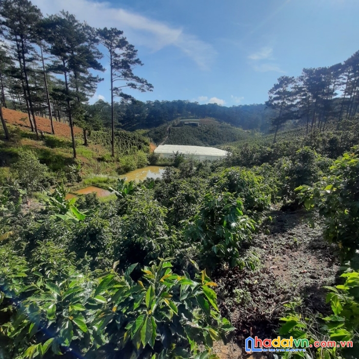 Bán đất diện tích lớn view hồ sổ sẵn lâm đồng đà lạt