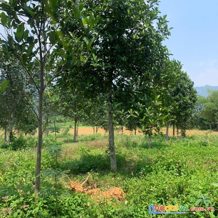 Bán đất dt 1769m2 có 400tc giá 1x tỷ mỹ hòa - tân lạc - hòa bình