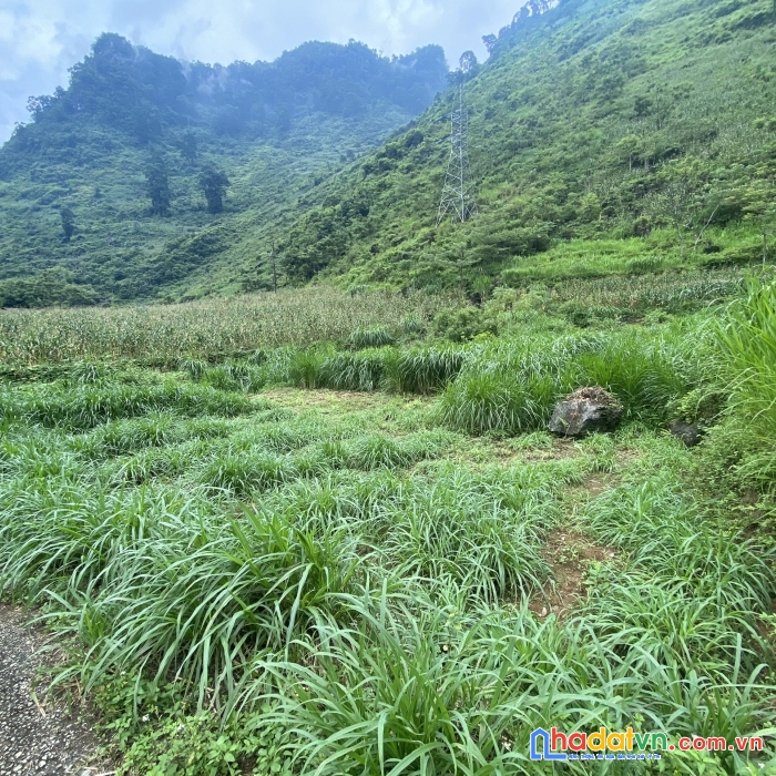 Mảnh đất siêu siêu rẻ làm homestay 420m2 nhanh tay không bay mất lại tiếc