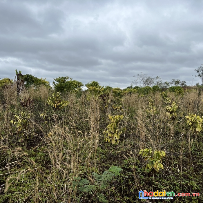 [100 triệu/1 công] 8 công đất mặt tiền đường ☎ mr hòa 0909127160