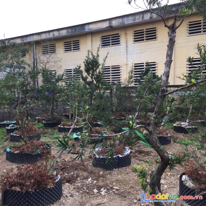 Chính chủ cần bán lô đất tại trung tâm thành phố uông bí , quảng ninh