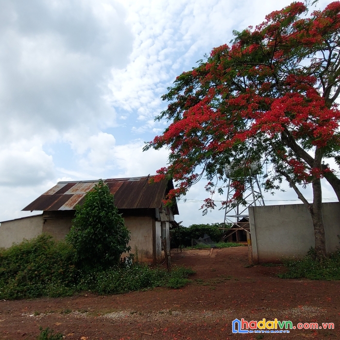 Bán 2574m²  đất tại xã trà đa, thành phố pleiku, gia lai giá  889 triệu