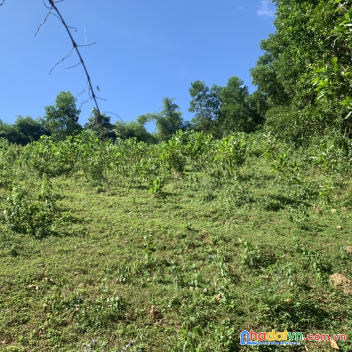 Tuyệ tphẩm lô đất rừng sx giá chỉ có 2xxtr là có lô đất đẹp giá rẻ tại nam phong cp hòa bình