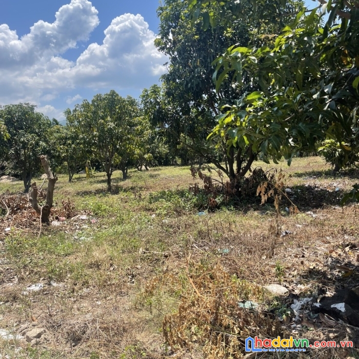 Chính chủ cần bán lô đất vị trí đẹp tại thôn phú bình 1, xã cam tân, huyện cam lâm, tỉnh khánh hòa.