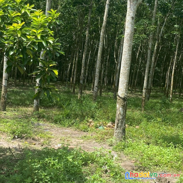 Bán 3 mẫu đất cao su mặt tiền đường nhựa tại âp 3, xã minh long, chơn thành, bình phước