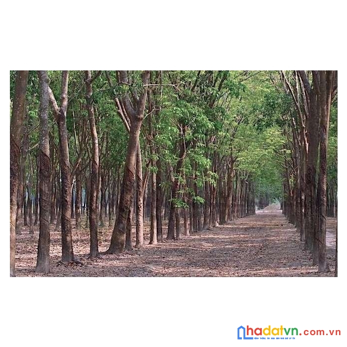 Bán 2.14 mẫu đất mặt tiền, cao su hoàn thiện chưa cạo mủ, lộc ninh, huyện dương minh châu, tây ninh