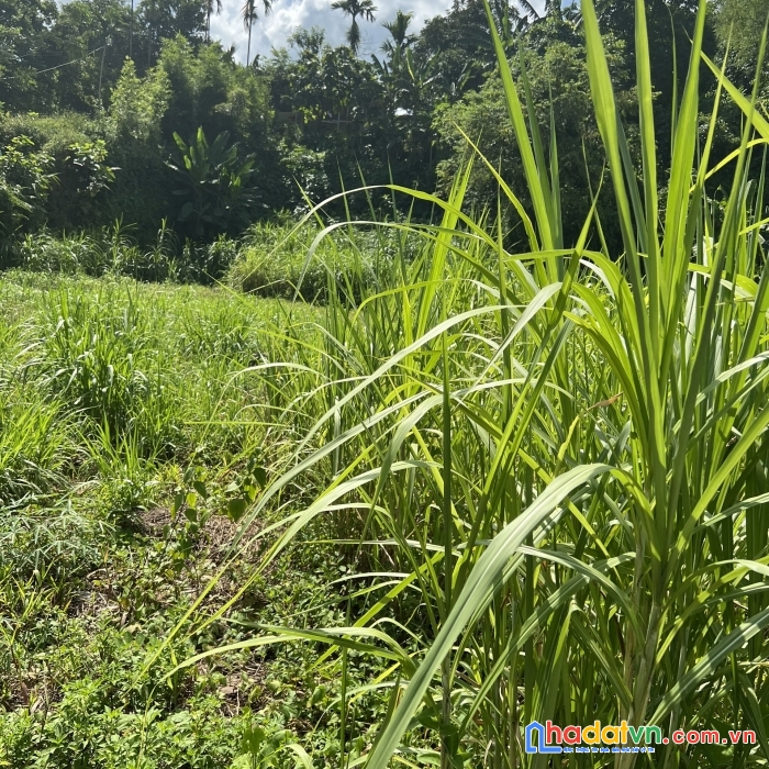 Bán 2000m2 đất rsx tại cao phong giá nhỉnh 200tr