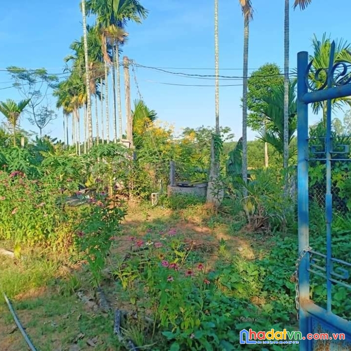 Chính chủ đứng bán gấp lô đất vườn 28 sào (1sào=500m) tại xã tịnh đông, sơn tịnh, quảng ngãi