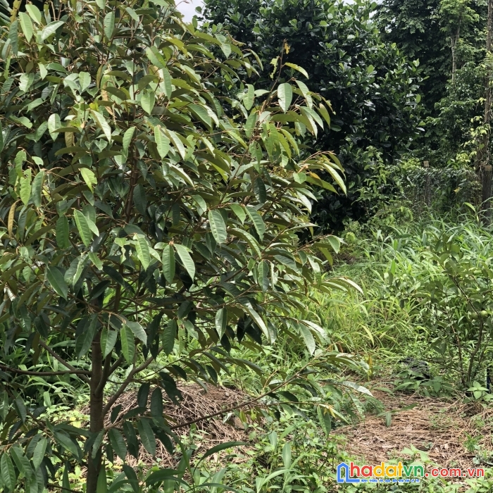 2 sào đất bàu chinh, huyện châu đức đường nhựa, cây ăn trái