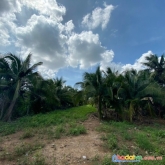 Đất vườn dừa đẹp- đã xây hàng rào quanh đất