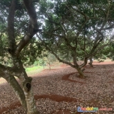 Cần bán mảnh đất 20000 m2 tại ấp đồi rìu,xã hàng gòntp.long khánh tỉnh đồng nai.