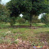 Chủ có lô đất vườn cây ăn quả cần bán trong tháng tại xã quang trung, huyện thống nhất, tỉnh đồng