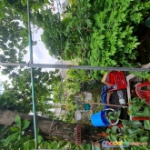 Đất bán 600m2(19x33m) hà huy giáp  quận 12 chỉ 13tr/m2