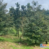 Chính chủ bán gấp đất vườn  6175m2 giá 1ty