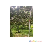Đất vườn 1012m2 cần bán gấp giá 430 triệu 
