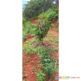 Cần bán lô đất vườn tại xã đaploa- huyện đạ huoai, lâm đồng