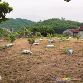 Chính chủ cần cho thuê mặt bằng 3 mặt tiền tại thôn đoạn vĩ  – xã thanh hải – huyện thanh liêm –