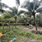 Bán đất vườn dừa trung tâm dương đông phú quốc