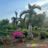 Bán đất trồng cây lâu năm huyện long thành tỉnh đồng nai