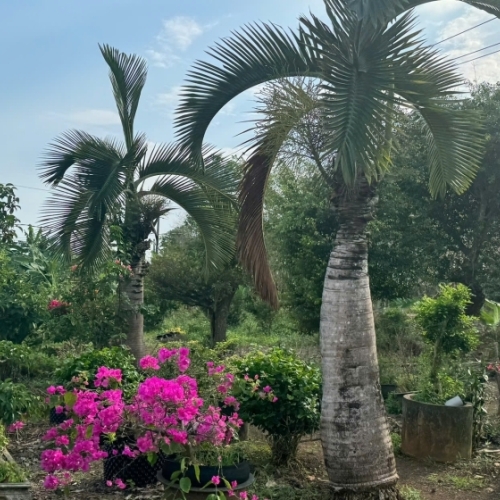 Bán đất trồng cây xã cẩm đường huyện long thành đồng nai