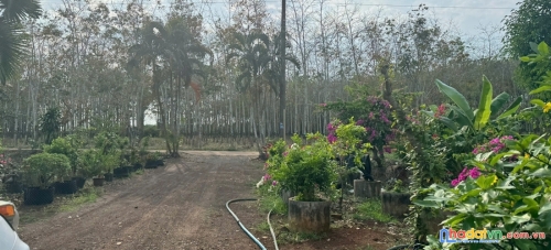 Bán đất nông nghiệp xã cẩm đường huyện long thành đồng nai