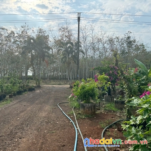 Bán đất nông nghiệp huyện long thành tỉnh đồng nai