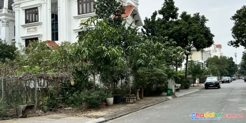 Bán đất biệt thự khu đấu giá 31ha trâu quỳ/gia lâm 236m2 đường to vị trí đẹp kinh doanh