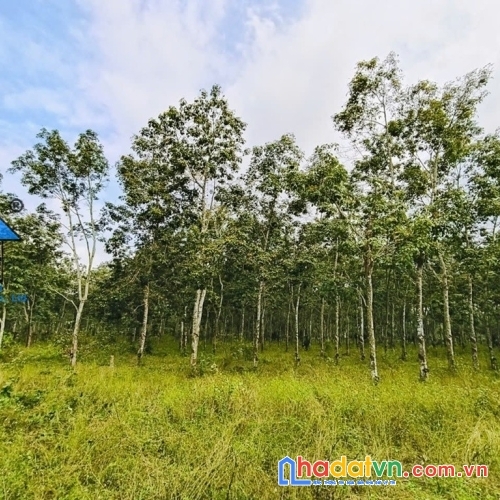 Bán đất xã hòa hội tp hồ chí minh giá rất tốt b1561