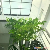 Bán nhà kim giang 35m 5 tầng 3.7 tỷ oto đỗ cửa